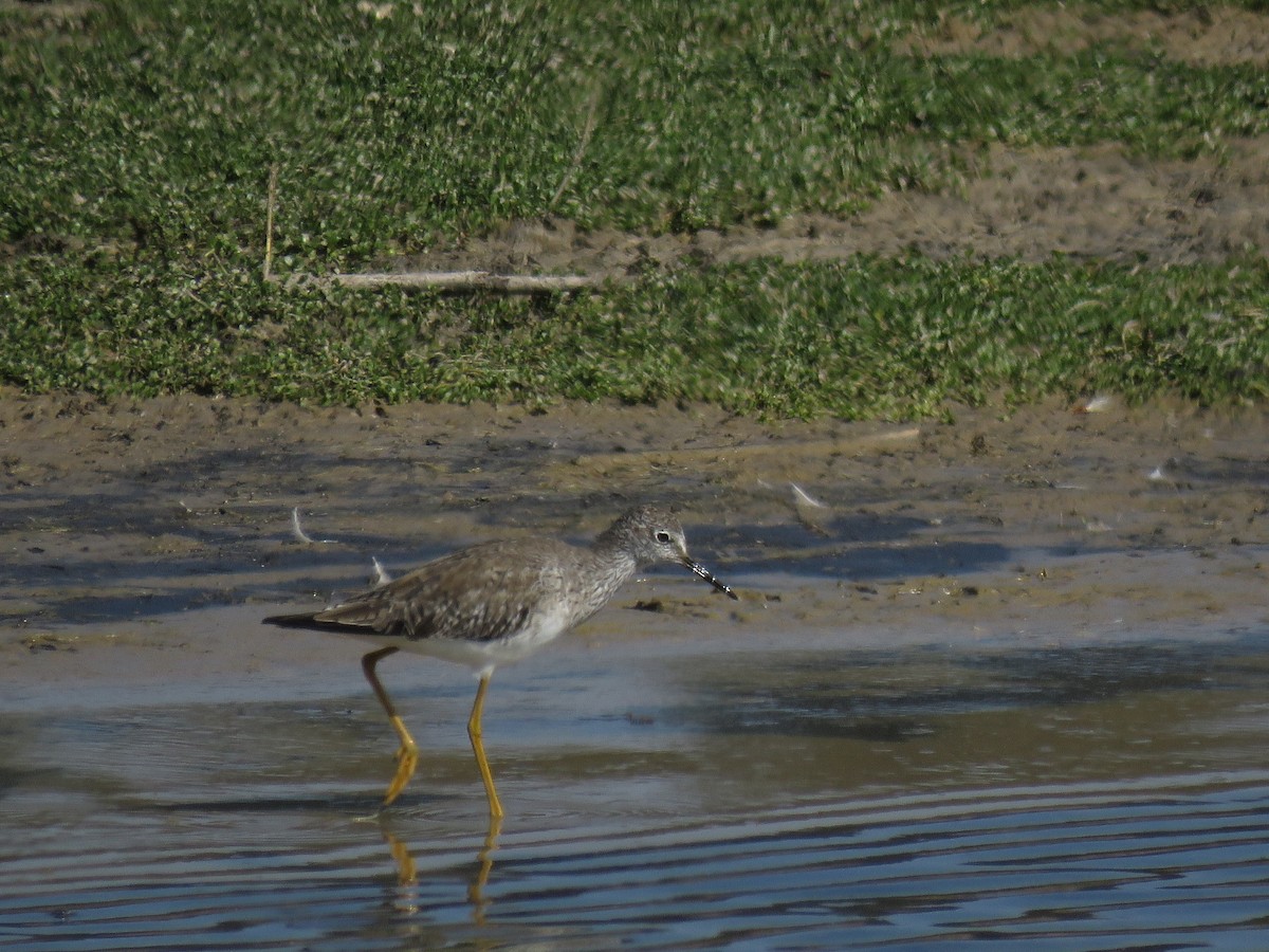 Greater Yellowlegs - ML647402812