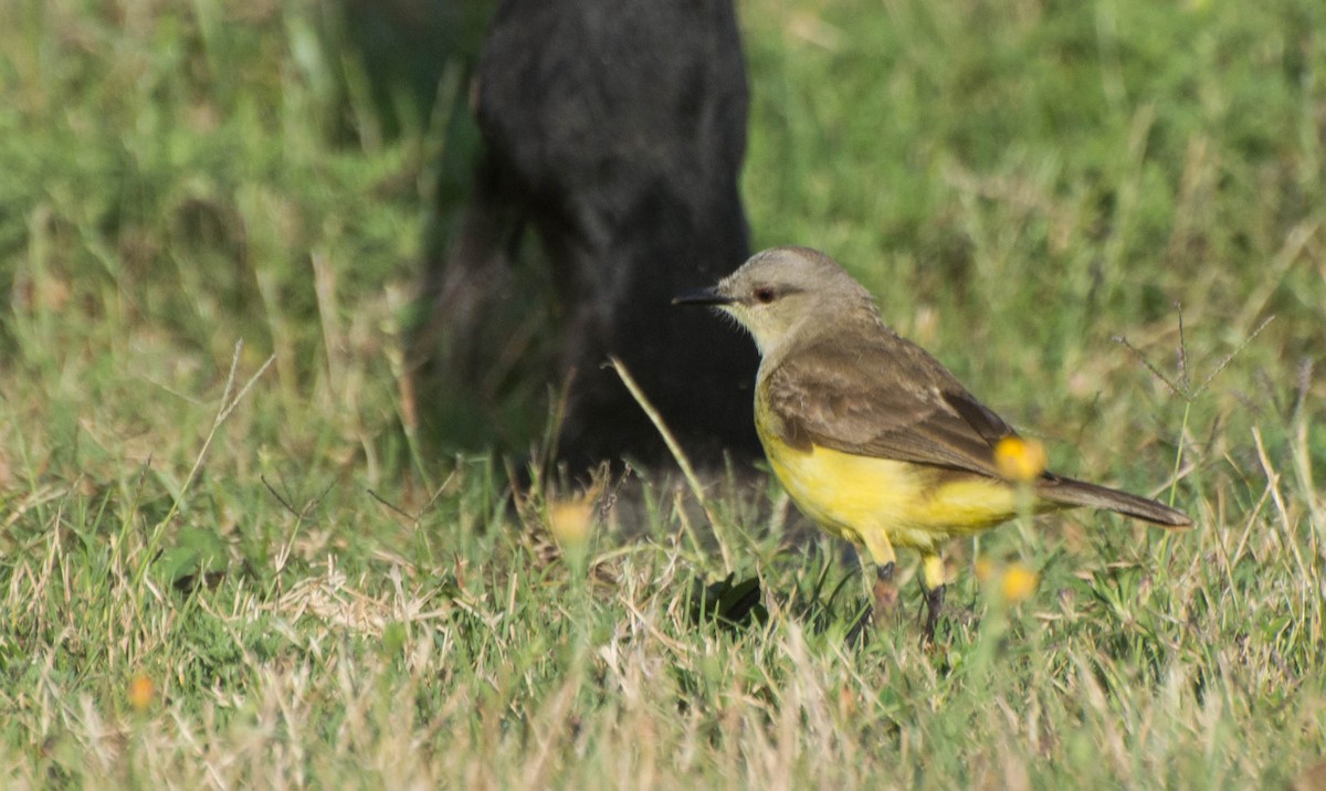 Cattle Tyrant - ML647402813