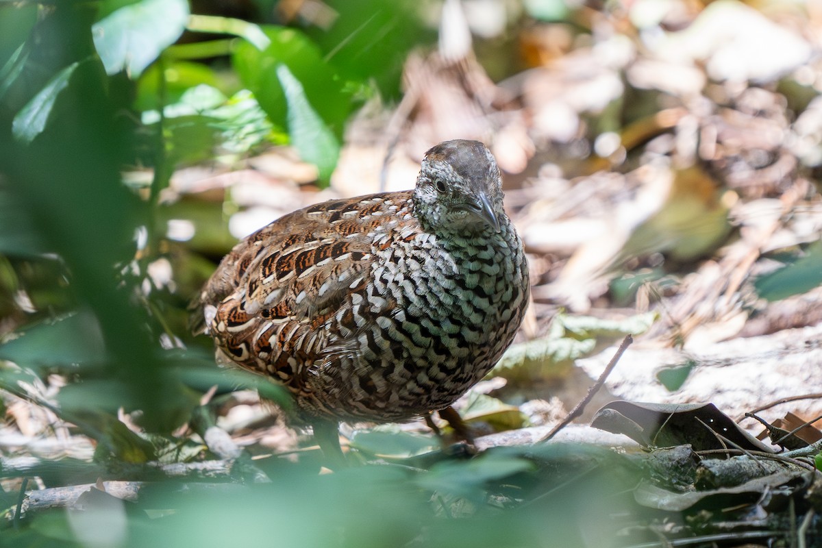Black-breasted Buttonquail - ML647402820