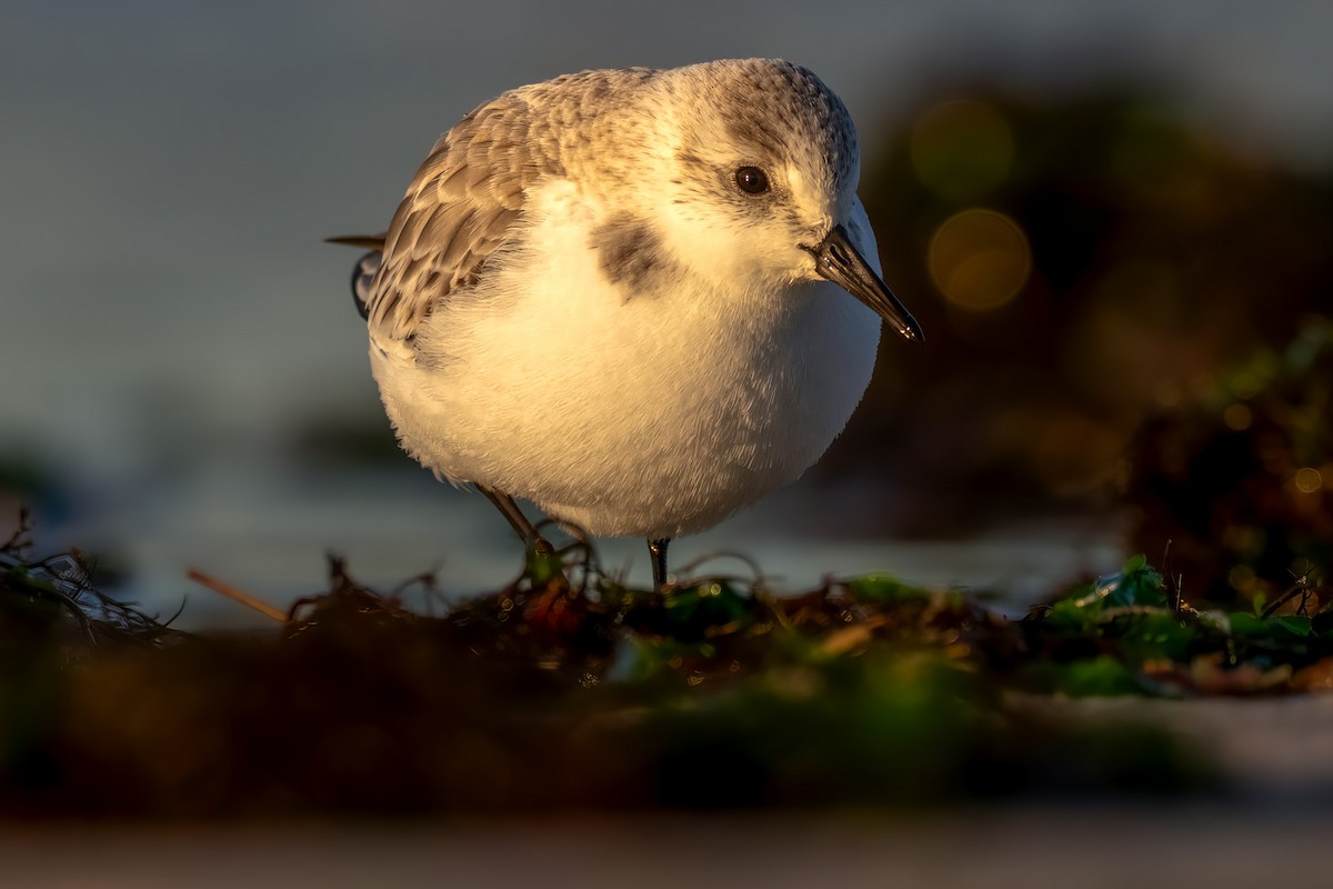 Txirri zuria - ML647402823