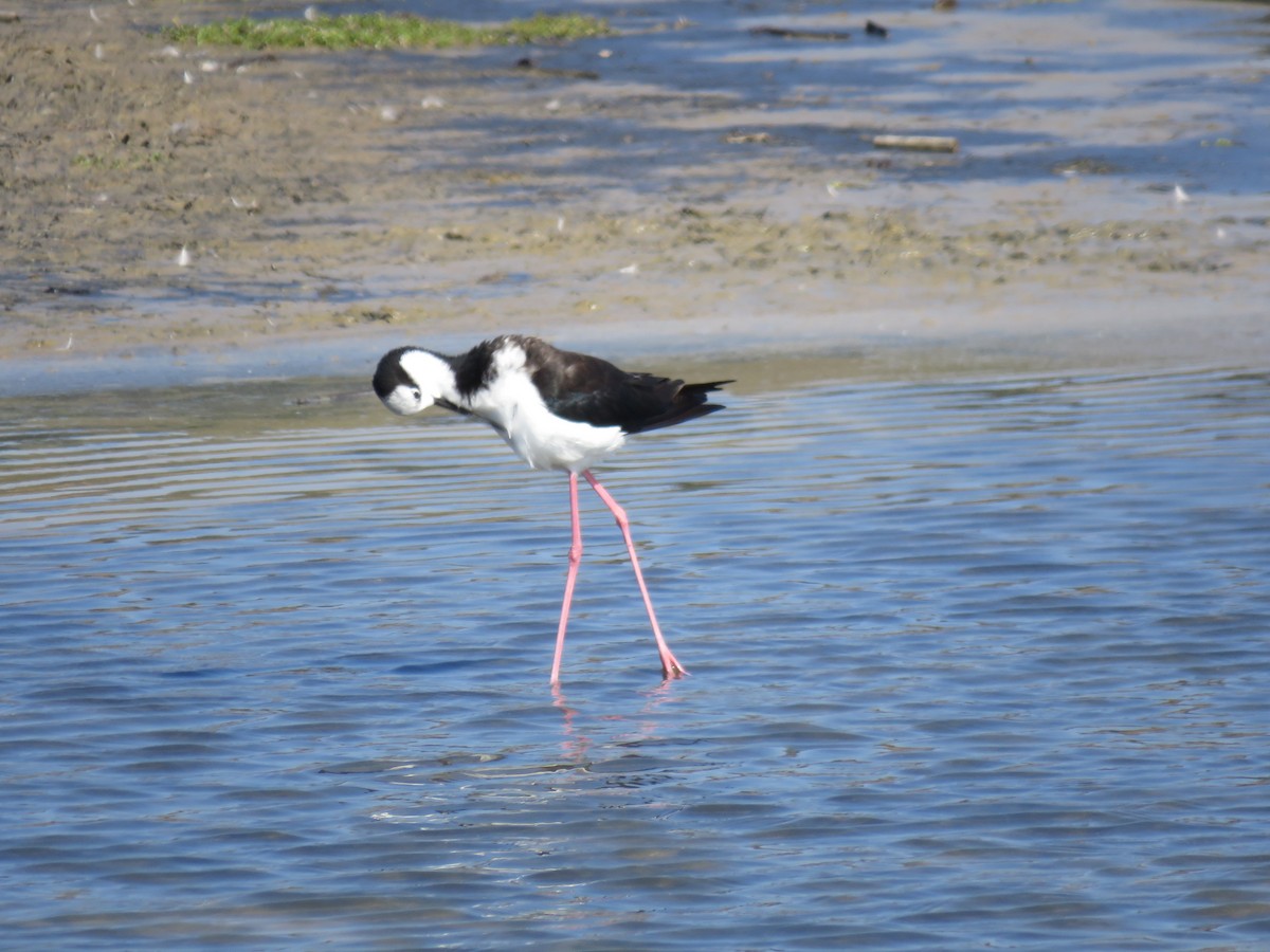 Black-necked Stilt - ML647402827