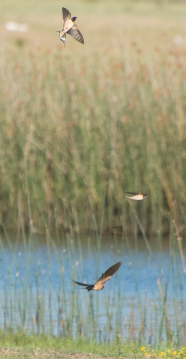 Barn Swallow - ML647402828