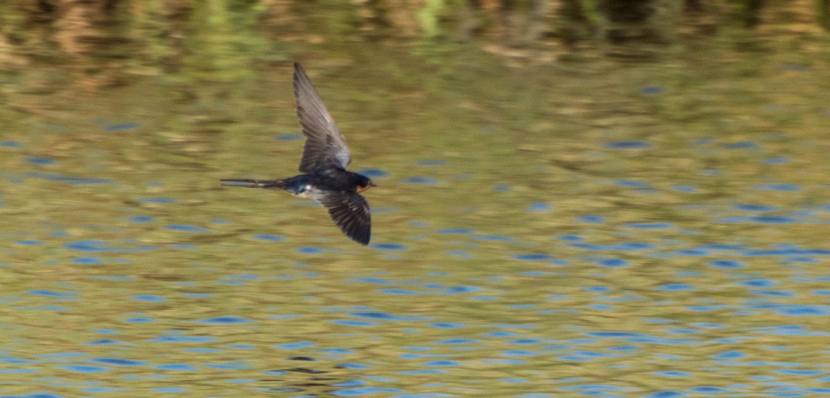 Barn Swallow - ML647402829