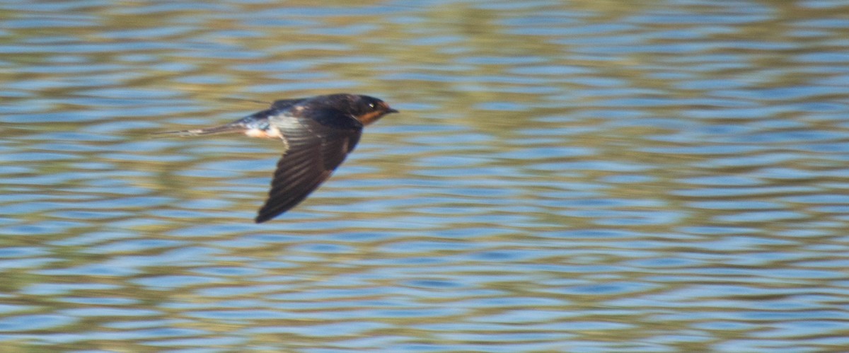 Barn Swallow - ML647402830