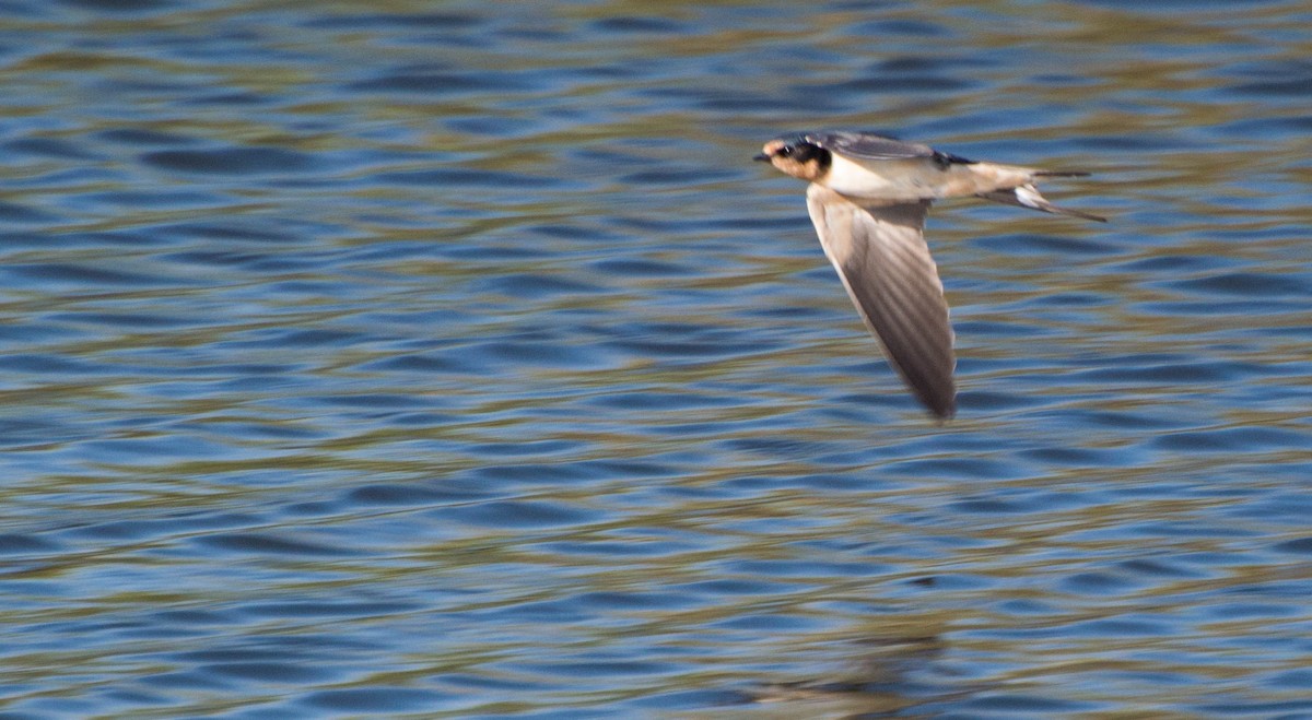 Barn Swallow - ML647402831