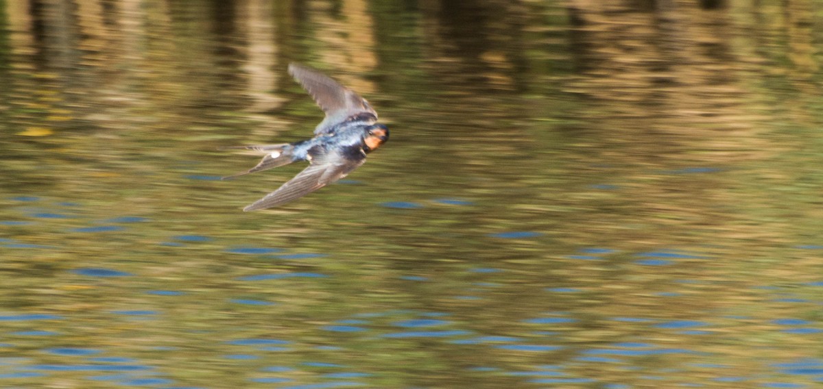 Barn Swallow - ML647402832