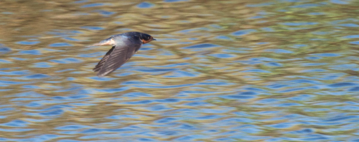 Barn Swallow - ML647402833