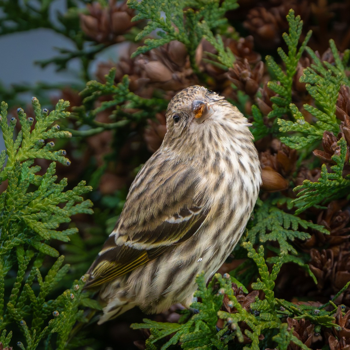 Pine Siskin - ML647402836
