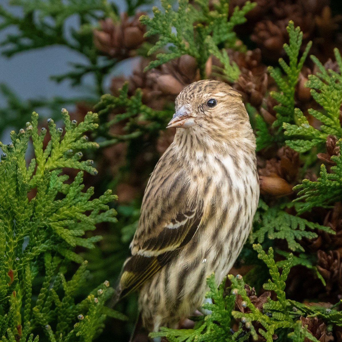 Pine Siskin - ML647402837