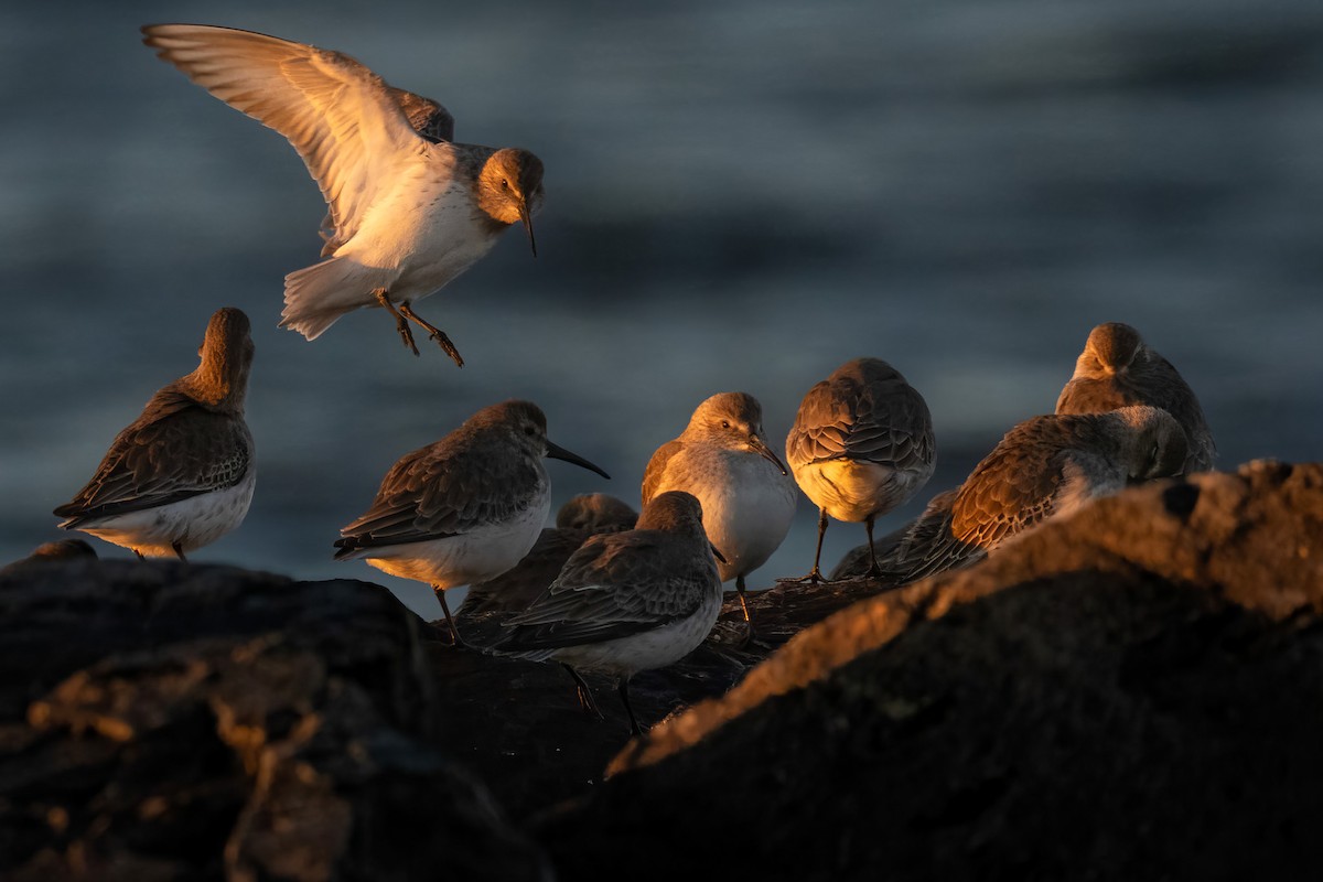 Piovanello pancianera - ML647402838