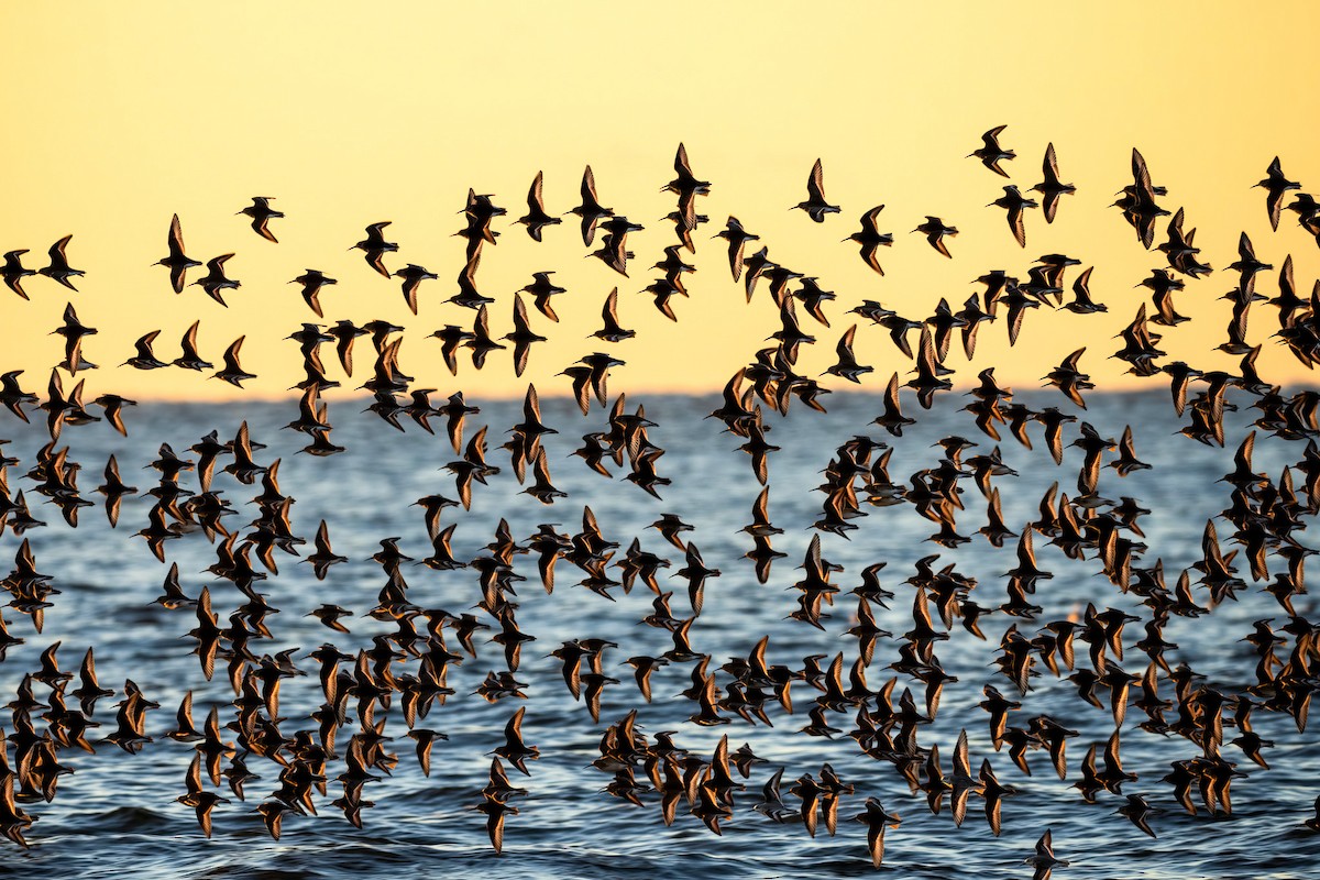 Piovanello pancianera - ML647402839