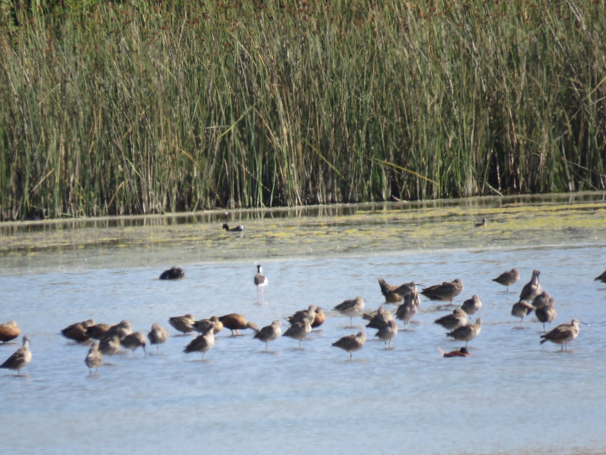 Chiurlo piccolo americano - ML647402841