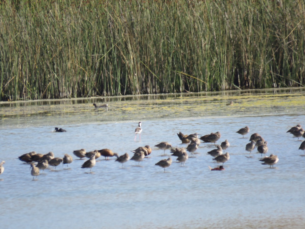 Chiurlo piccolo americano - ML647402842