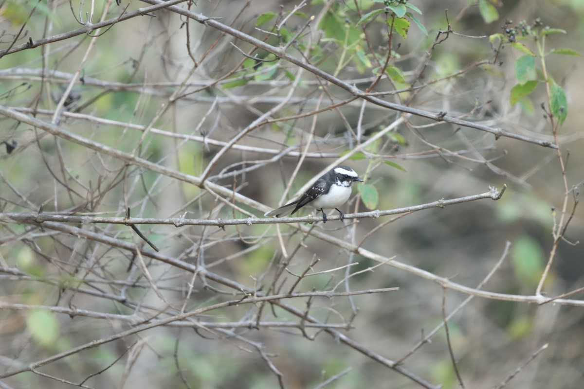 Spot-breasted Fantail - ML647402843
