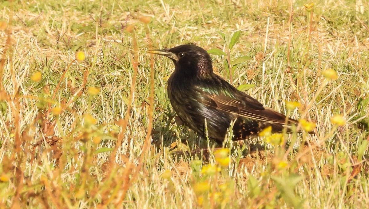 Storno - ML647402844