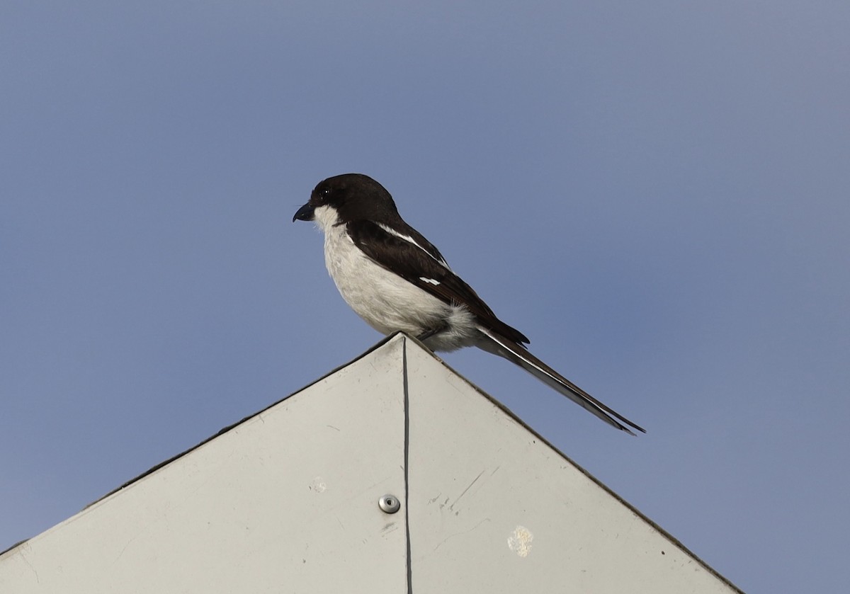 Southern Fiscal - ML647402845