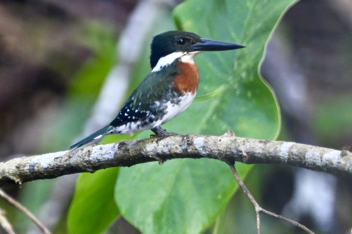 Green Kingfisher - ML647402848