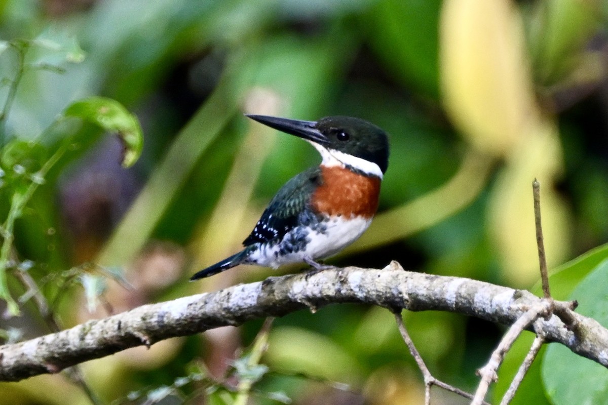 Green Kingfisher - ML647402849