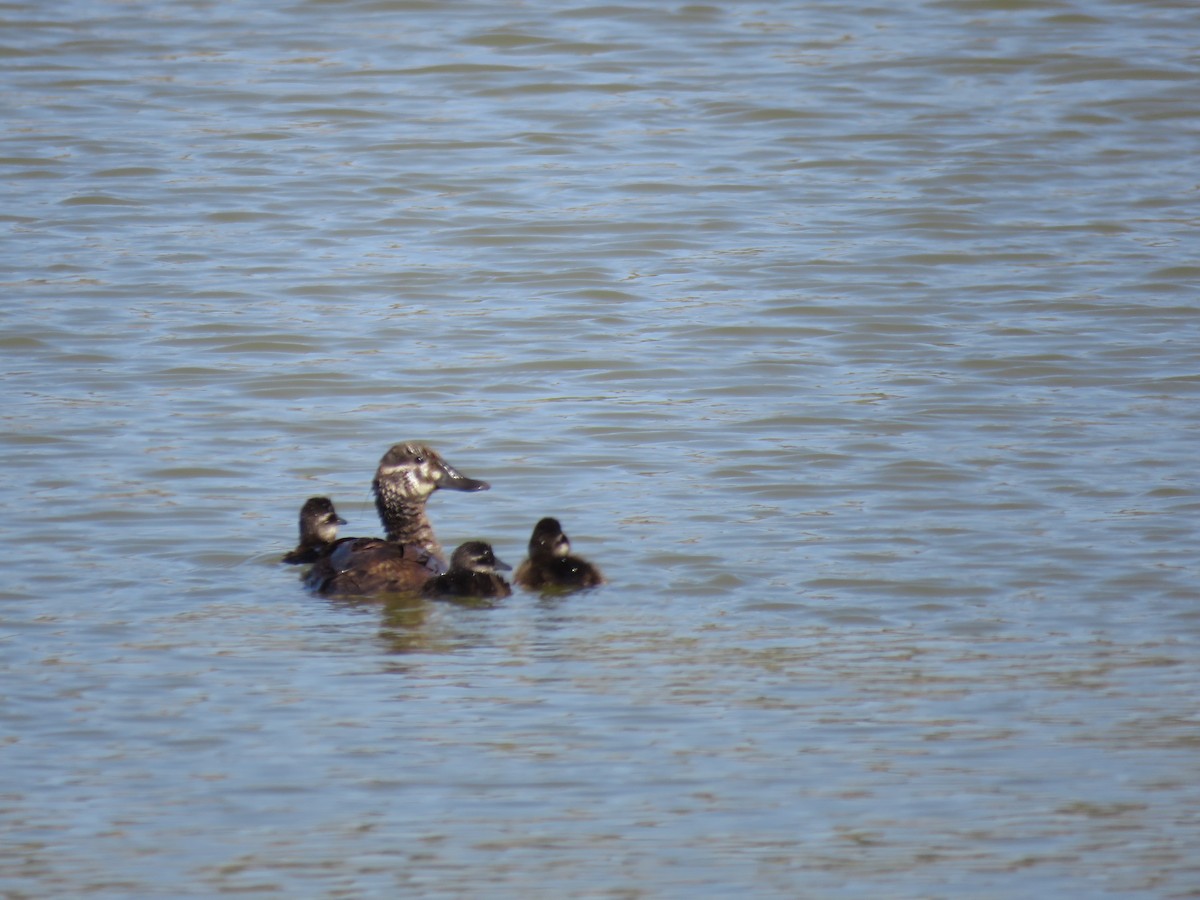 Lake Duck - ML647402850