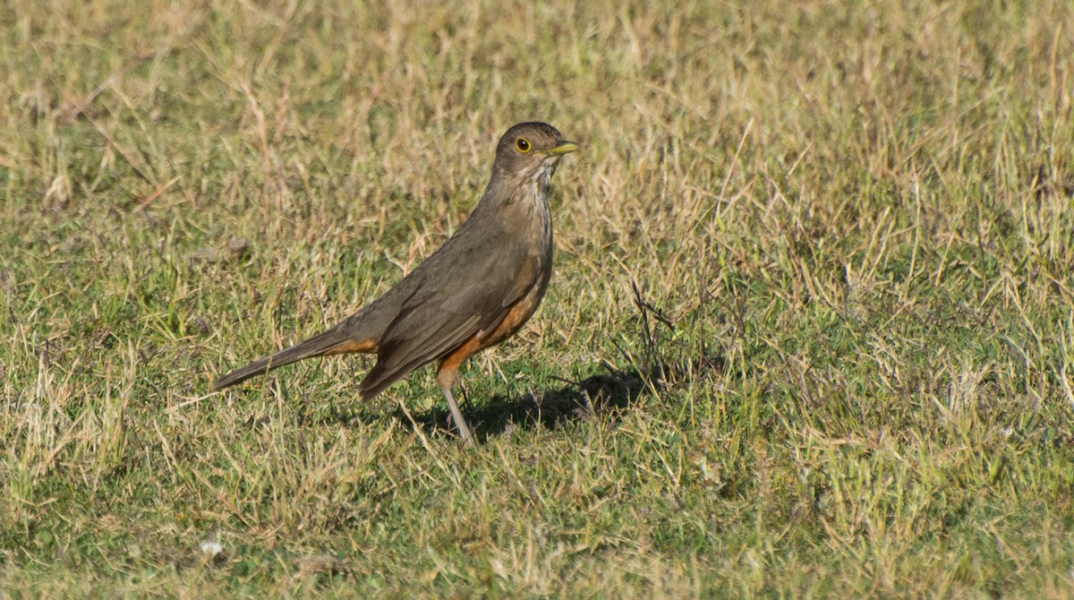 Rufous-bellied Thrush - ML647402851