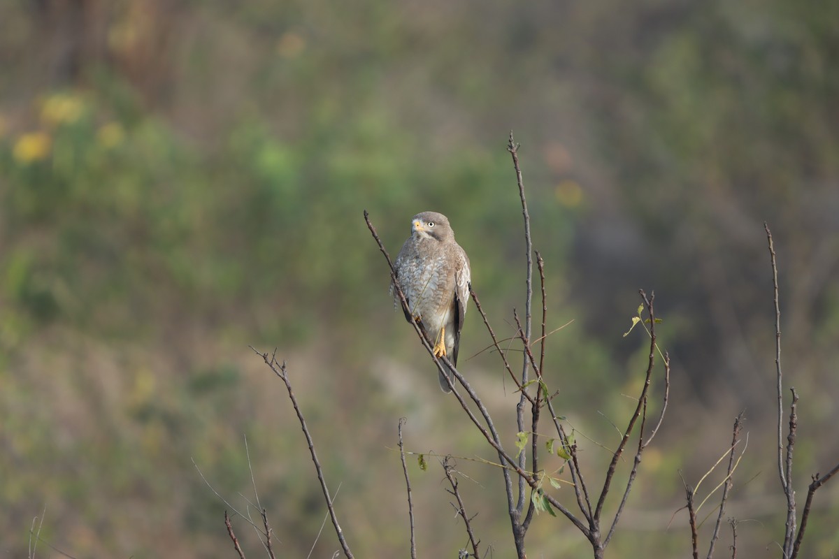 White-eyed Buzzard - ML647402853
