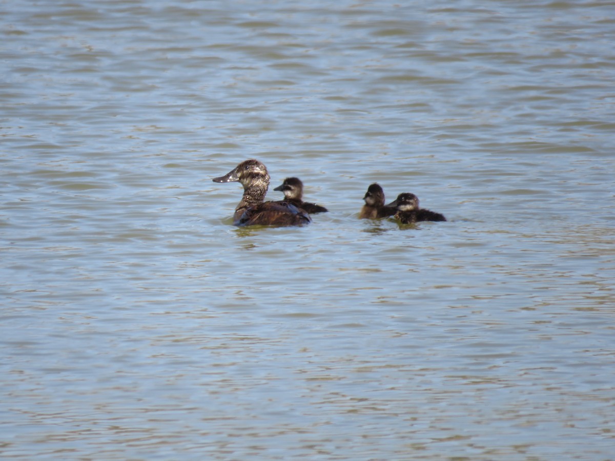 Lake Duck - ML647402854