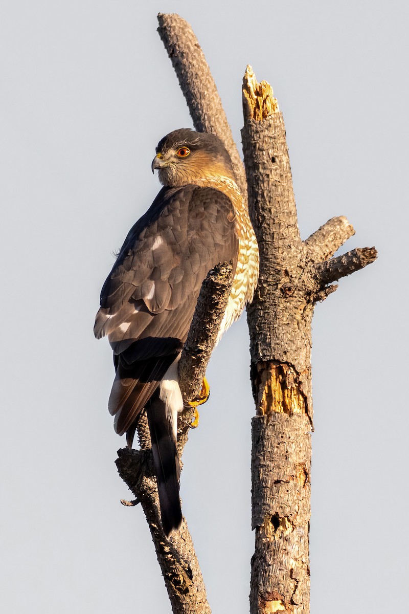 Sharp-shinned Hawk - ML647402857