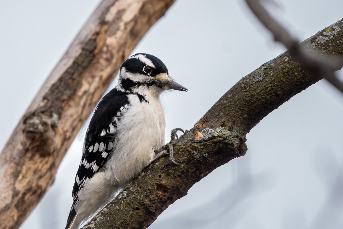 Hairy Woodpecker - ML647402858
