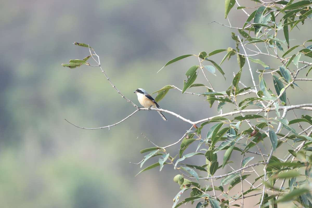 Bay-backed Shrike - ML647402859
