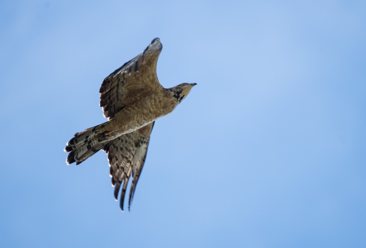 Falco pecchiaiolo orientale - ML647402861