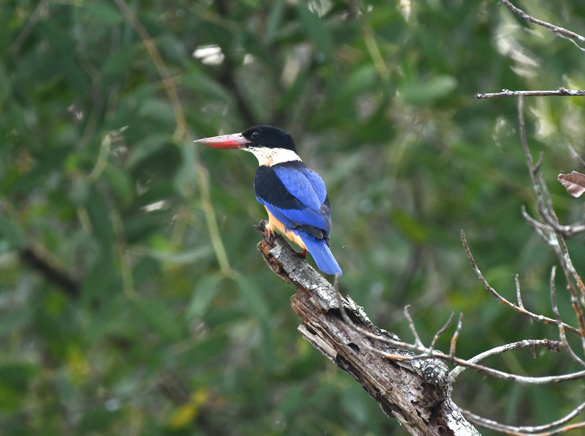 Black-capped Kingfisher - ML647402864