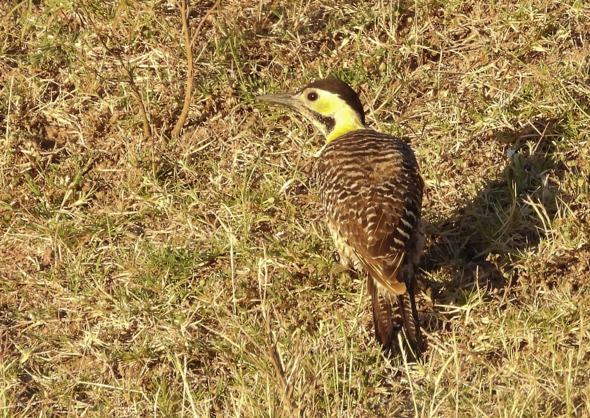 Campo Flicker - ML647402866