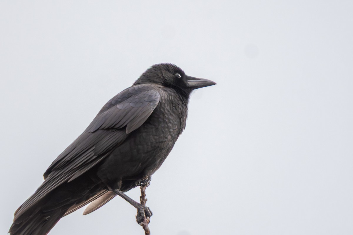 American Crow - ML647402867