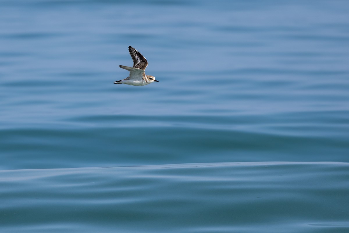 Fratino - ML647402868