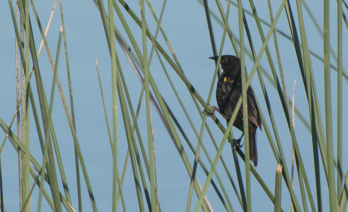 Yellow-winged Blackbird - ML647402882