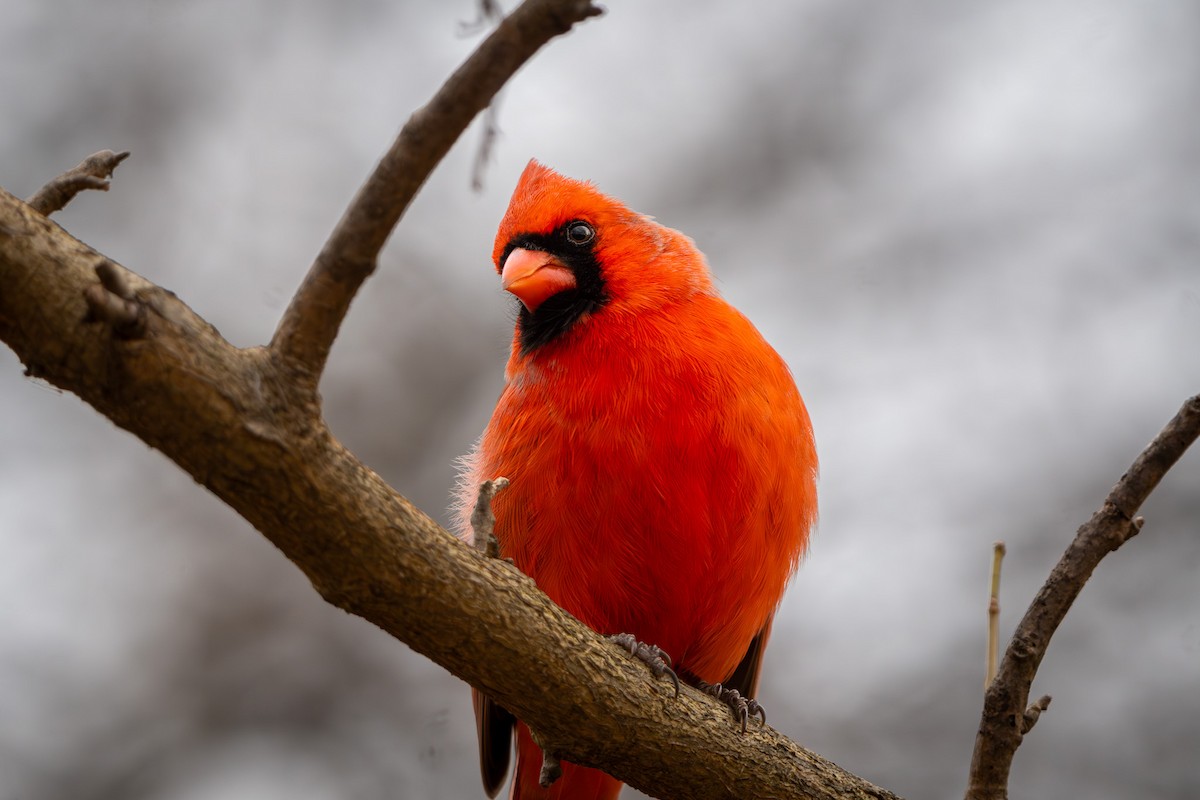 rødkardinal - ML647402883