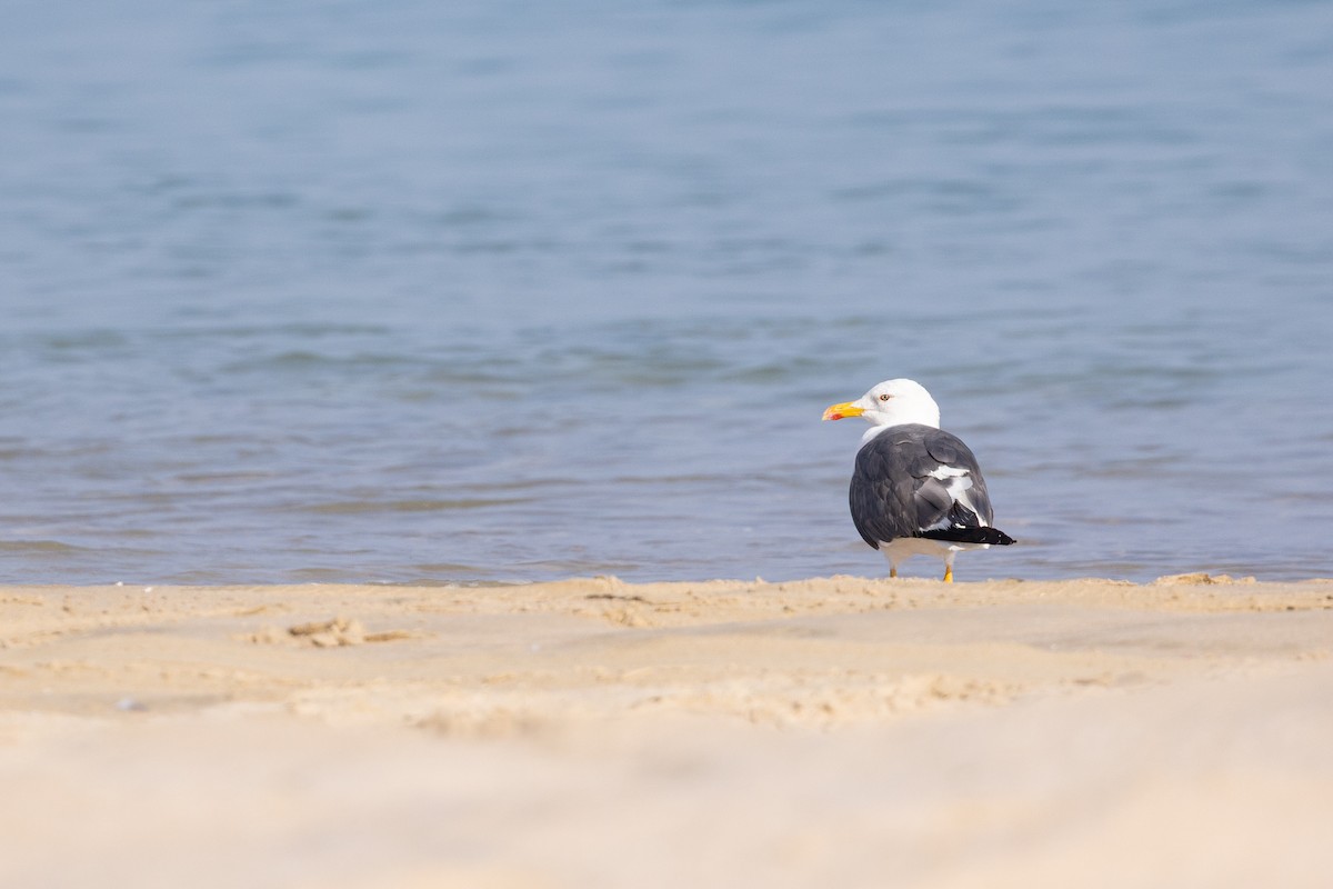 Kaio iluna - ML647402885