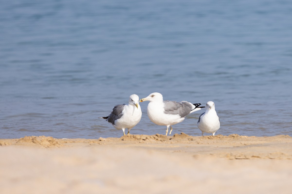 Kaio iluna - ML647402886