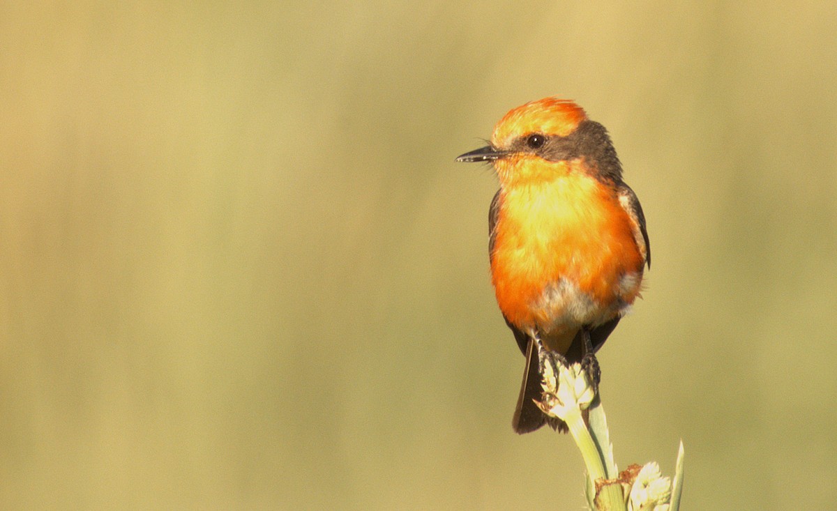 Vermilion Flycatcher - ML647402894