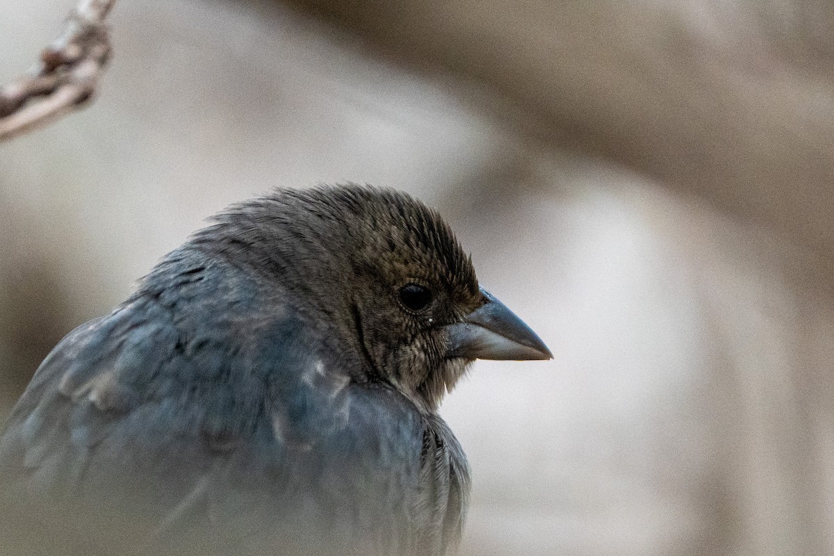 Brown-headed Cowbird - ML647402895