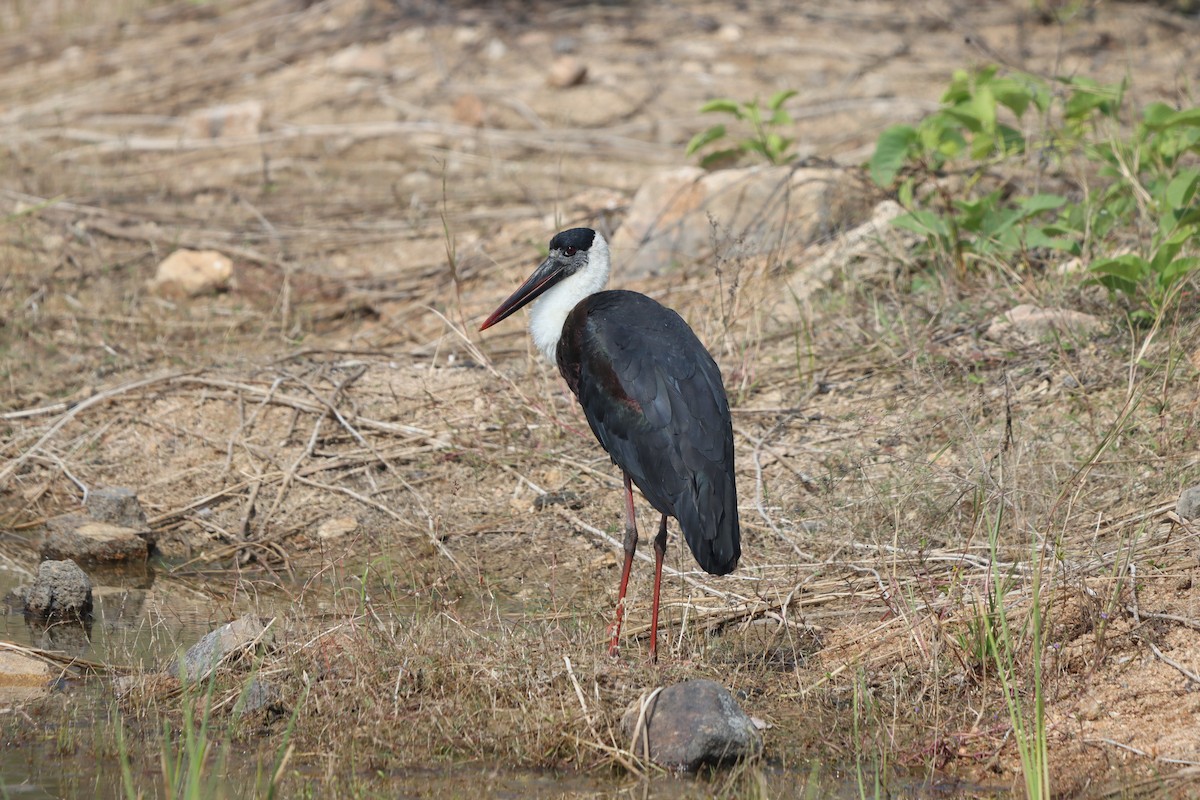 Asian Woolly-necked Stork - ML647402902