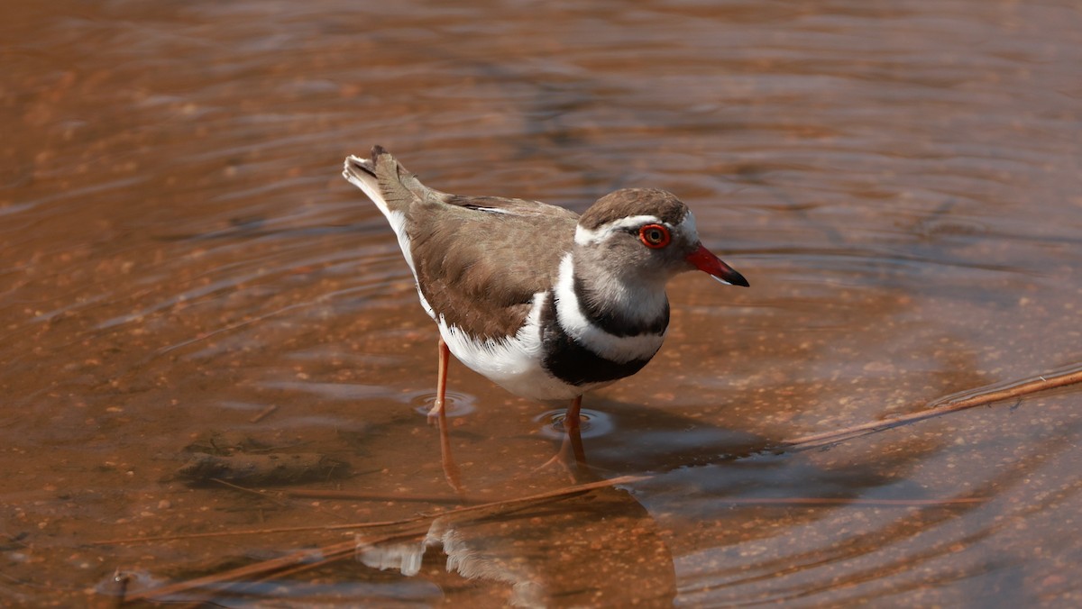 Three-banded Plover - ML647402903