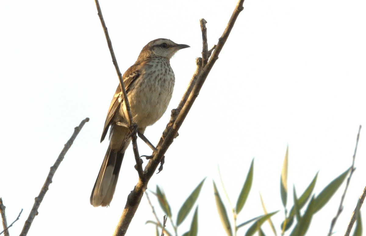 Chalk-browed Mockingbird - ML647402904