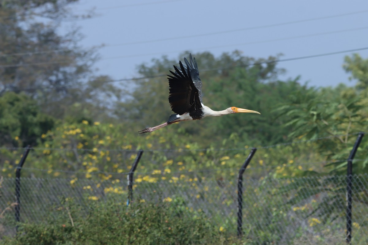 Painted Stork - ML647402909