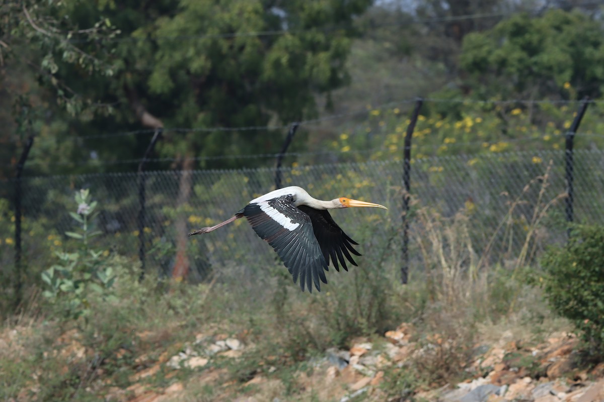 Painted Stork - ML647402910
