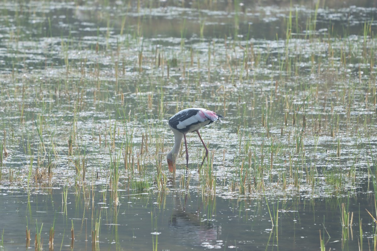 Painted Stork - ML647402912
