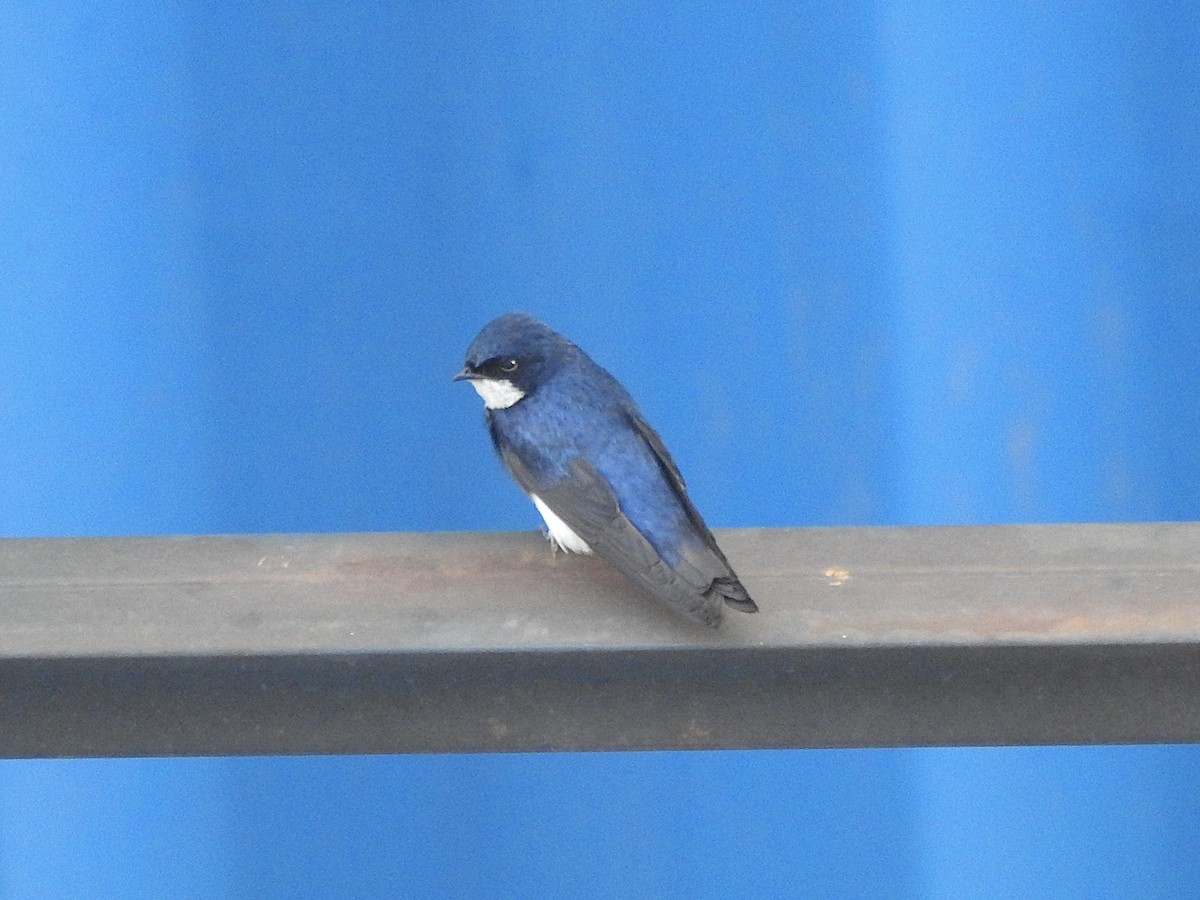 Blue-and-white Swallow - ML647402918