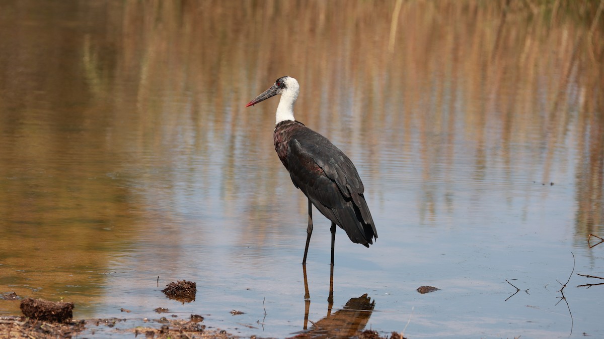 African Woolly-necked Stork - ML647402919