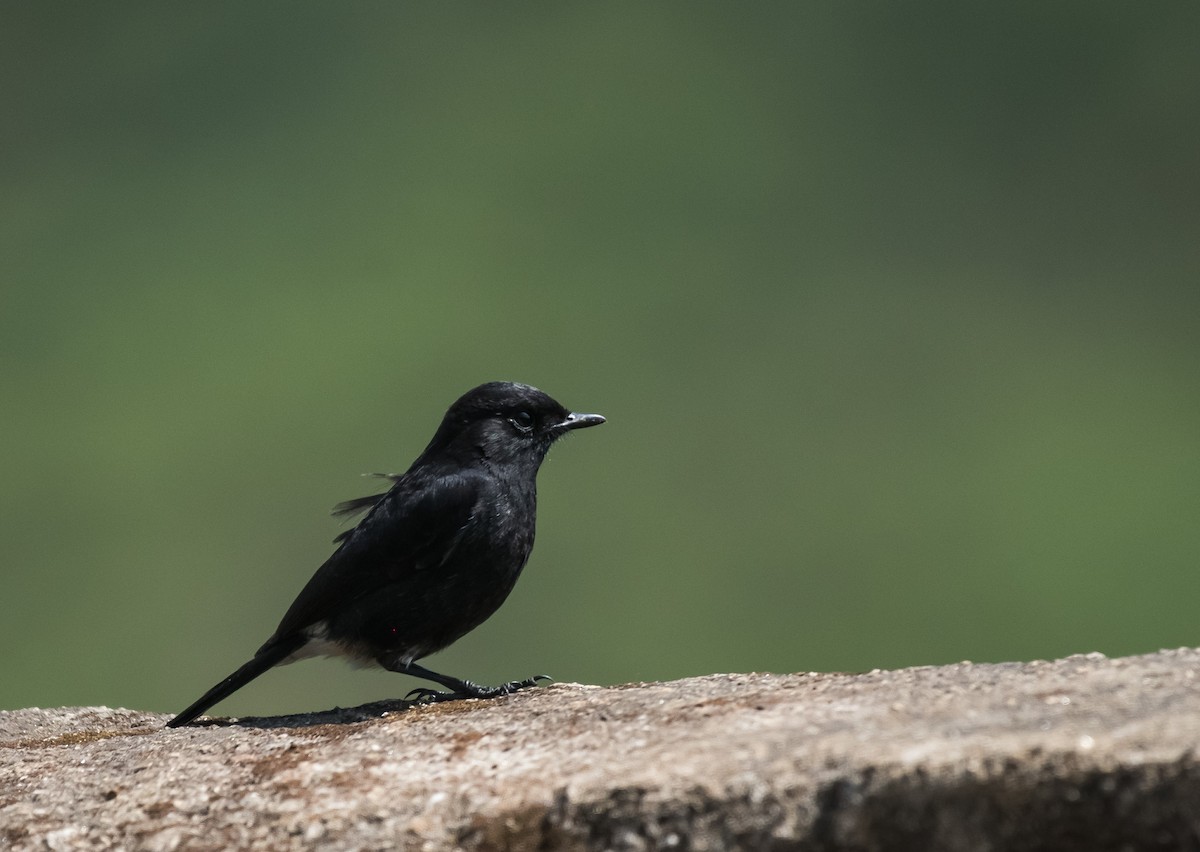 Pied Bushchat - ML647402920