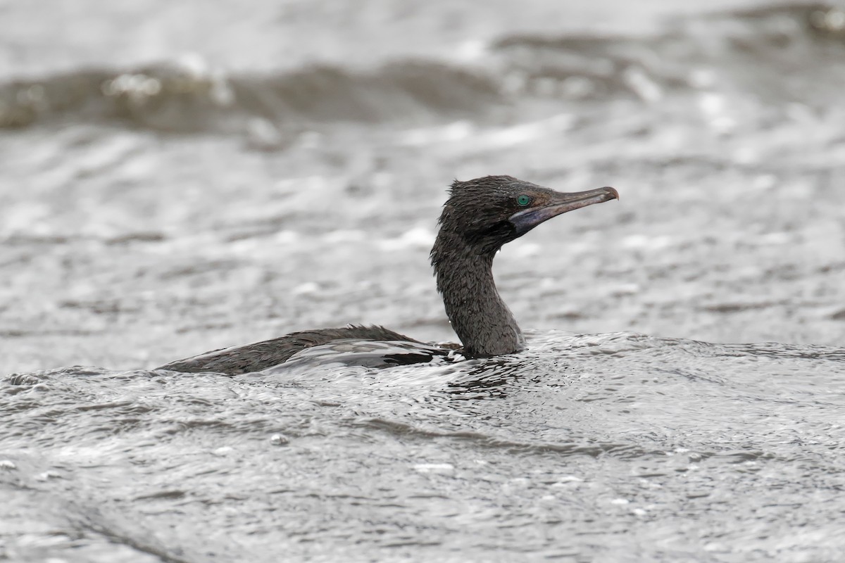 Little Black Cormorant - ML647402922